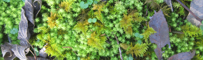 Forest floor