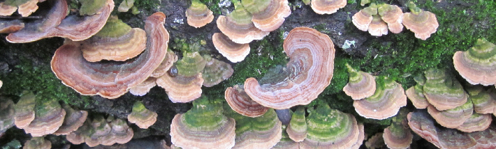 Scale fungus